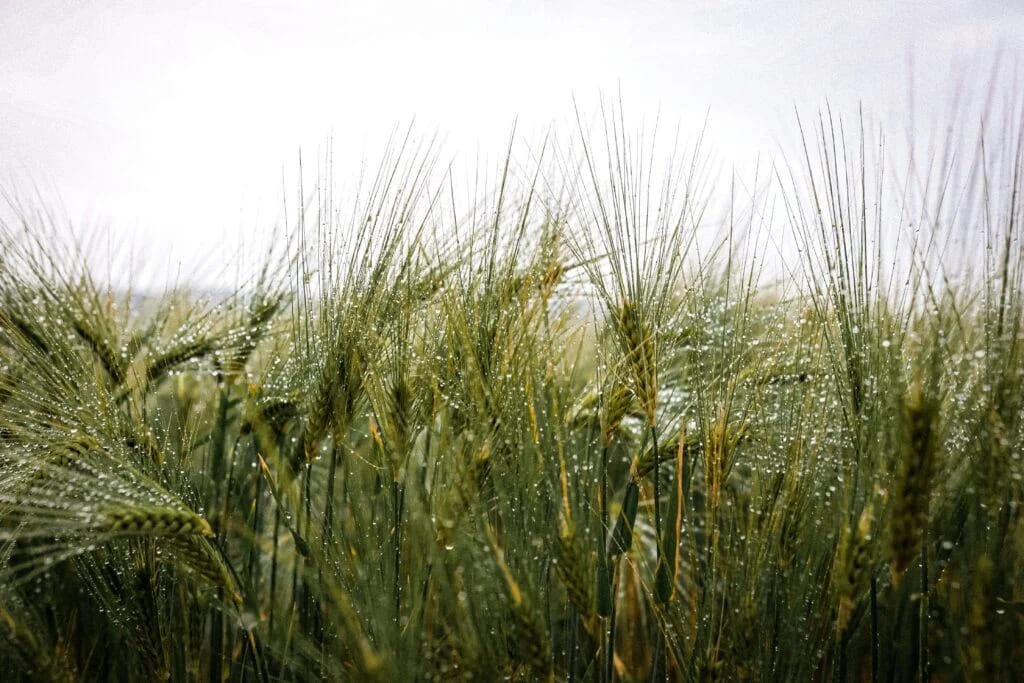 O balbucio da infância: A chuva de verão, de Marguerite Duras